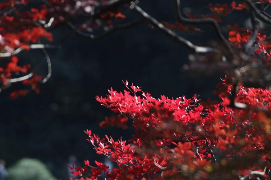 Tora Hotel Tokyo-Rikugienn 寅ホテル 六義園 A Bagian luar foto